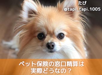 窓口精算できるペット保険は?請求方法を比較するとデメリットも!のサムネイル画像